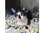 Adopt Gelato a Black & White or Tuxedo Domestic Shorthair (short coat) cat in