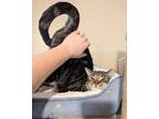 Adopt Kelly a Brown Tabby Domestic Shorthair (short coat) cat in Lake Worth