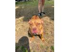 Adopt Winnie a Brown/Chocolate Pit Bull Terrier / Mixed dog in Jackson