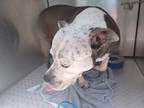 Adopt Stray, N Huntley Ter a Gray/Blue/Silver/Salt & Pepper Mixed Breed (Large)