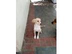 Adopt Jill a Tan/Yellow/Fawn - with White Spaniel (Unknown Type) / Mixed dog in