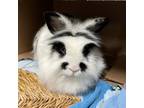 Adopt Bonita a White Lionhead / Mixed rabbit in Wheaton, IL (38372783)