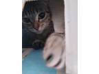 Adopt Brooklyn a Gray, Blue or Silver Tabby Bengal (medium coat) cat in Chula