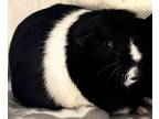 Adopt Oreo a Black Guinea Pig / Guinea Pig / Mixed small animal in Jackson