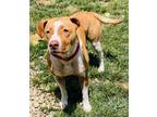 Adopt Pamela a White - with Brown or Chocolate American Pit Bull Terrier / Mixed