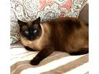 Adopt Leo a Brown or Chocolate (Mostly) Siamese (short coat) cat in Orange