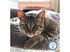 Adopt Lena a Brown Tabby Domestic Shorthair (short coat) cat in Cincinnati