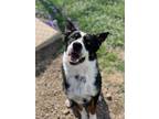 Adopt Steveo a Black Border Collie / Mixed dog in Spruce Grove, AB (38346315)