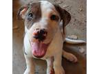 Adopt Panda a White - with Tan, Yellow or Fawn Catahoula Leopard Dog / Mixed dog