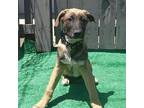 Adopt Ross a Brown/Chocolate - with Tan Belgian Shepherd / Belgian Malinois dog