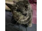 Adopt Rosie a Tortoiseshell Domestic Shorthair / Mixed (short coat) cat in