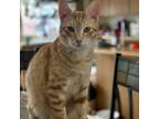 Adopt Mango a Orange or Red Domestic Shorthair / Mixed cat in Morgan Hill