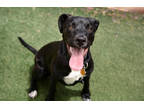 Adopt Sheba a Black Labrador Retriever / Mixed dog in Sedona, AZ (38479168)