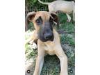 Adopt Lilo a Tan/Yellow/Fawn Great Dane / Mixed dog in Tehachapi, CA (38361572)