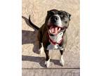 Adopt Riley a American Pit Bull Terrier / Mixed dog in Napa, CA (35942428)