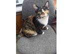 Adopt Cheryl a Domestic Shorthair / Mixed (short coat) cat in Prairie du Chien
