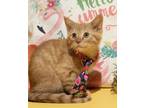 Adopt Wrigley a Spotted Tabby/Leopard Spotted Domestic Shorthair cat in