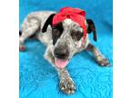Adopt Bailey a Gray/Blue/Silver/Salt & Pepper Australian Cattle Dog / Mixed dog