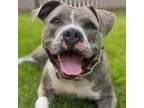 Adopt Christmas Carol (mom) a Brindle American Staffordshire Terrier / Mixed dog