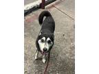 Adopt Skye a Black Husky dog in Oak Bluffs, MA (38496608)