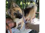 Adopt Apollo a Black German Shepherd Dog / Mixed dog in Holton, KS (38359335)