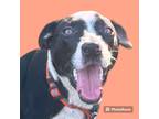 Adopt Spunky Bruster a Border Collie / Labrador Retriever / Mixed dog in
