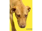 Adopt Gill a Terrier (Unknown Type, Small) / Labrador Retriever / Mixed dog in