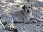 Adopt Kodiak a Pointer / Mixed Breed (Medium) / Mixed dog in WAYNESVILLE