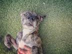 Adopt Tamar (nka Tessie) a Border Collie / Terrier (Unknown Type