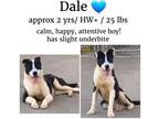 Adopt Dale a Mixed Breed (Medium) / Mixed dog in Albany, GA (38371066)