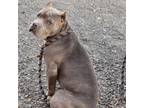 Adopt Puddles a Gray/Silver/Salt & Pepper - with Black American Pit Bull Terrier