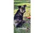 Adopt Laudna a Black Mixed Breed (Large) / Mixed dog in Saskatoon, SK (38354096)