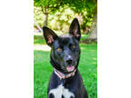 Adopt Bearr a Black American Pit Bull Terrier / Husky / Mixed dog in Yakima
