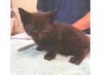 Adopt Jughead a All Black Domestic Shorthair (short coat) cat in Acworth