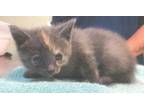 Adopt Veronica a Domestic Shorthair (short coat) cat in Acworth, GA (38353345)