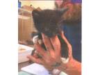 Adopt Archie a Domestic Shorthair (short coat) cat in Acworth, GA (38353346)