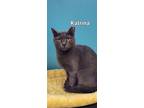 Adopt Katrina a Domestic Shorthair / Mixed (short coat) cat in Kendallville