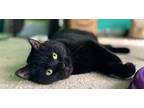 Adopt Trista (1350-22) a Domestic Shorthair / Mixed (short coat) cat in