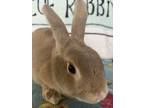 Adopt Haven a Tan Dutch rabbit in Naples, FL (38369601)
