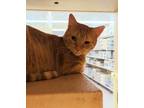Adopt Ginger a Orange or Red Domestic Shorthair / Mixed cat in Bossier City
