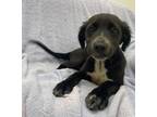 Adopt BETA a Labrador Retriever / Mixed dog in Little Rock, AR (38358616)