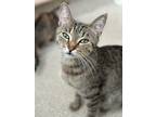 Adopt Lola a Domestic Shorthair (short coat) cat in Ferndale, MI (38360484)