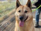 Adopt PADO (S Korea) hz a Brown/Chocolate Jindo / Shepherd (Unknown Type) dog in