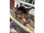 Adopt Clippy a Spotted Tabby/Leopard Spotted Domestic Shorthair / Mixed cat in