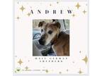 Adopt Andrew a Tan/Yellow/Fawn - with Black German Shepherd Dog dog in