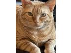 Adopt Alice a Orange or Red Tabby Domestic Shorthair cat in Modesto