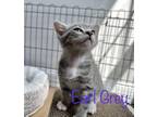Adopt Earl Gray a Domestic Shorthair cat in Calimesa, CA (38360457)