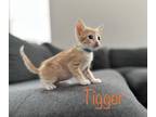 Adopt Tigger a White Domestic Shorthair cat in Calimesa, CA (38361787)