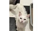 Adopt Casper a White Domestic Longhair (long coat) cat in Calimesa