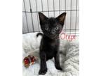 Adopt Onyx a All Black Domestic Shorthair cat in Calimesa, CA (38361789)
